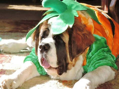 saint bernard costume